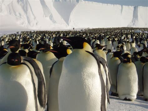 Penguins Penguin Parade Penguin Love Penguins And Polar Bears Cute
