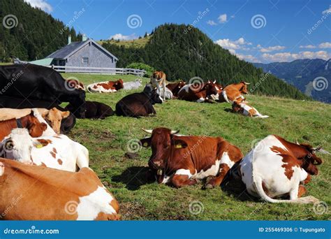 Simmental Fleckvieh Cattle In Austria Stock Photo Image Of Austrian