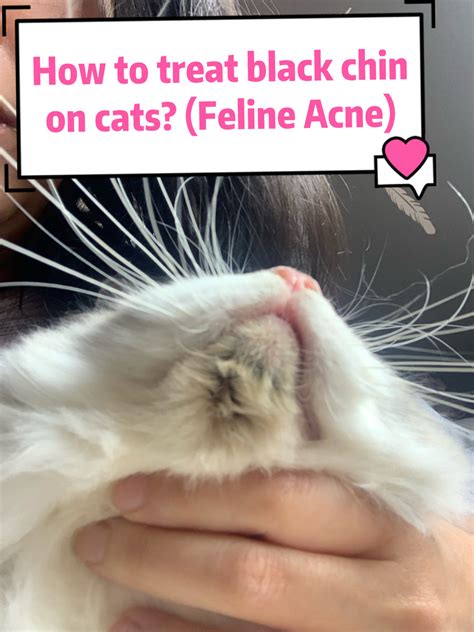 How To Treat Feline Acne Cat Black Chin Dirty Cat Chin Cherish Lewi