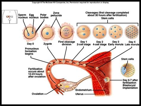 Mengetahui perkembangan embrio pada tahap pembelahan dan blastulasi. Pertumbuhan dan Perkembangan | Let's Learn Biology