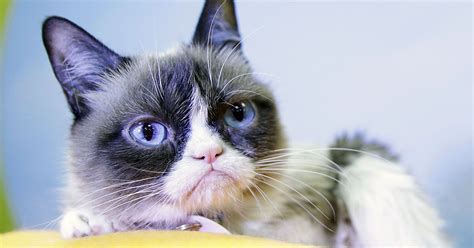 Grumpy Cats Death Marks The End Of The Joyful Internet Wired