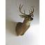 Whitetail Deer Shoulder Mount DW 111 – Mounts For Sale