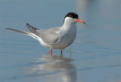 Common Tern Habitat Call Migration Diet Bird Baron