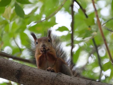 Brown Squirrel Sits On The Tree Branch In Thicket Summer Forest And