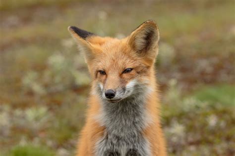 Renard Roux Red Fox Marie Roy Flickr