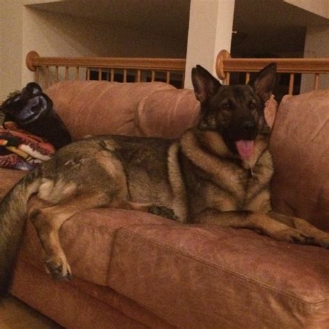 Adopt A German Shepherd Near Chicago Il Get Your Pet