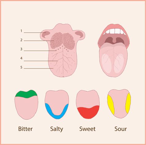 The Human Tongue Taste And Graph