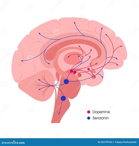 Serotonin And Dopamine Pathway Stock Vector Illustration Of Vector