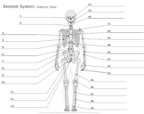 12 Best Images Of Anatomy Practice Worksheets Skull Bones Worksheet