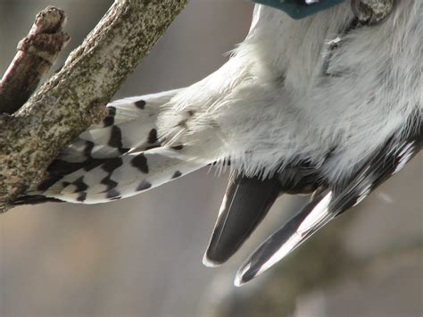 Downy And Hairy Woodpecker Bird Photos Litter With A Story To Tell