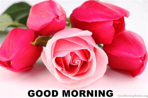 92 Good Morning Wishes With Rose