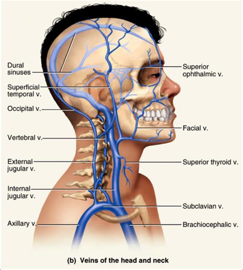 It later unites to create the basilar artery in a complex named. Internal Jugular Vein - Stepwards