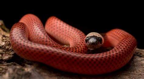 Red Snake Black Collared Snake Snake Animals Reptiles Hd Wallpaper