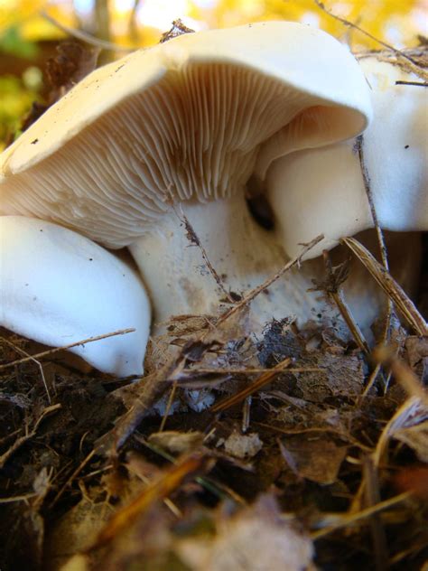 Large White Mushrooms In Leaf Compost Mushroom Hunting And