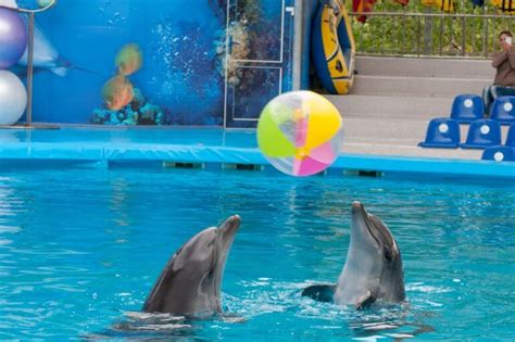 Dubai Dolphinarium Entrance Tickets Offers 2023 Dolphin And Seal Shows