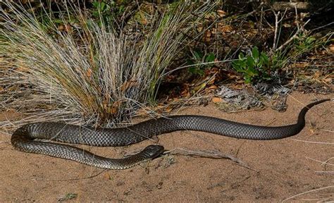 Australian Venomous Snakes Poisonous Australian Snakes