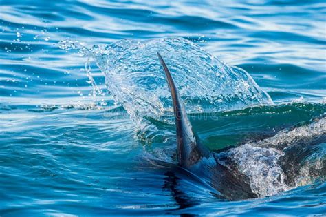 Shark Fin Above Water Stock Image Image Of Aquatic 80976339