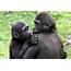 Ebola Great Apes Need A Vaccine Too As Virus Has Wiped Out Third 