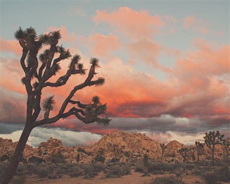 Joshua Tree Sunset Photograph Desert Print Southwest Decor Etsy
