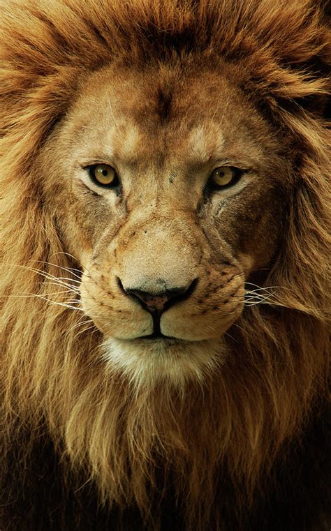 Portrait Male African Lion By Brit Finucci