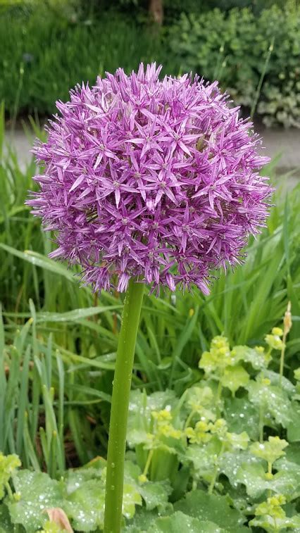 Allium Giganteum