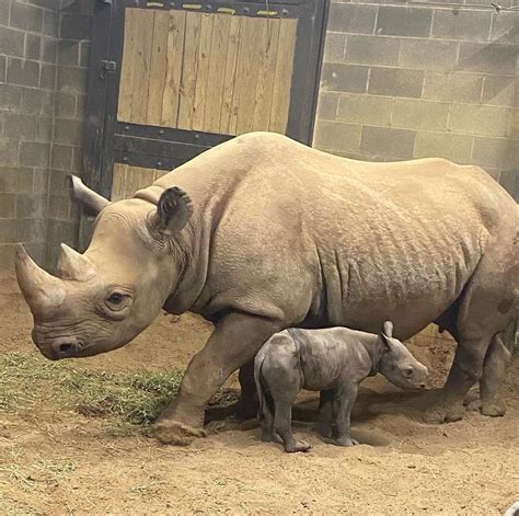 Zooborns On Instagram “littlerockzoo The Zoo Is Proud To Announce The