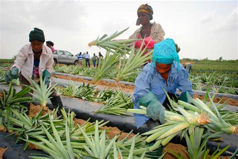 Why An Ivy League Mba Went Back To Ghana To Help A Pineapple Farm Ncpr News