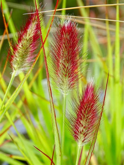 Bunny Tails Red Grass Pennisetum Red Button Perennial Etsy