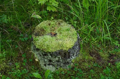 An Old Tree Stump In The Forest Is Covered With Green Moss Horizontal