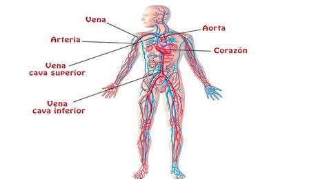 Conoce los órganos clave del sistema circulatorio y su papel esencial