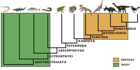 Fundamentos De Sistematica Filogenetica Modisedu