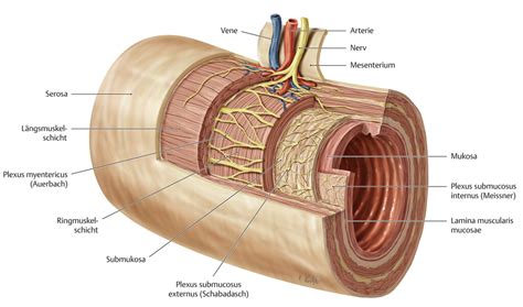 The myenteric plexus, also known as auerbach's plexus, together with meissner's plexus (submucosal plexus) forms the enteric nervous system which regulates the function of the. Vegetatives Nervensystem (Anatomie) - eRef, Thieme