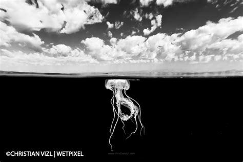Conversations With Underwater Photographers Christian Vizl By Henley