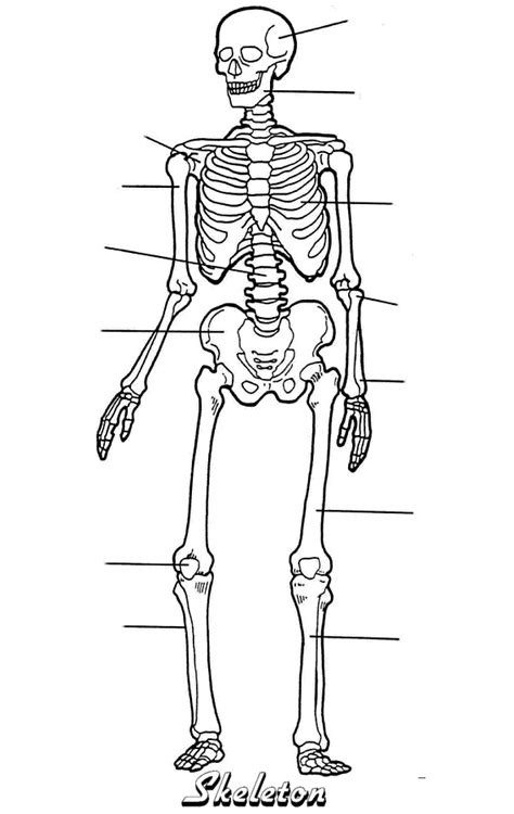 Human body, the physical substance of the human organism. Skeleton - blank printable | Human body unit, Human body, Human skeleton anatomy