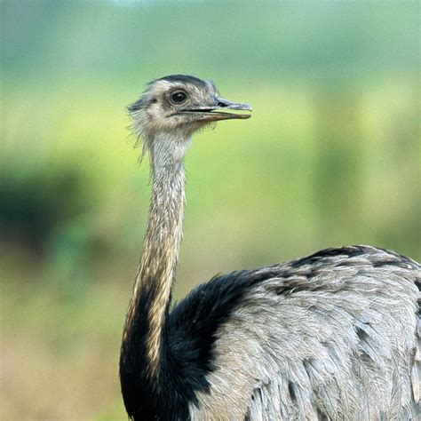 Greater Rhea | National Geographic