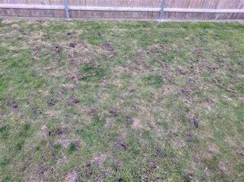 Whats Digging At My Lawn And How Do I Stop It Rlawncare