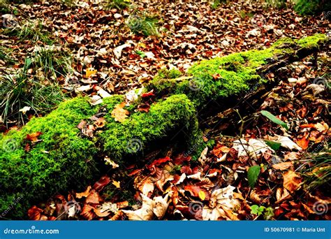 Moss On A Fallen Tree In Autumn Park Stock Image Image Of Green