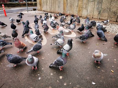 Pigeons On Sidewalk Stock Image Image Of Outdoors Paving 92117