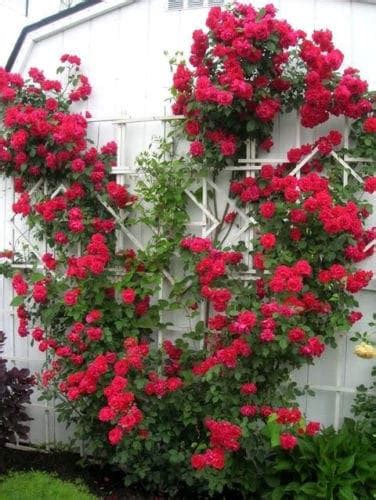 Red Climbing Rose Bush Vine Fragrant Bloom Flower 5 Seeds Outdoor