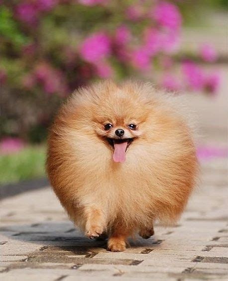 Pomeranian My Future Baby Cute Animals Funny Animal Pictures Animals