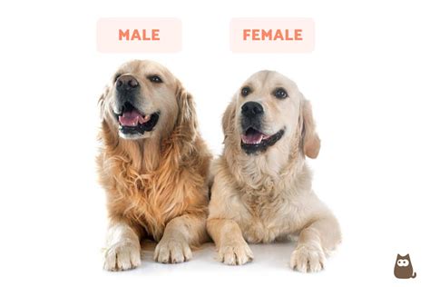 Female Vs Male Golden Retriever Differences Which To Adopt