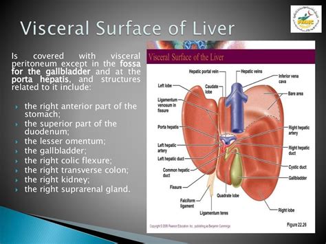 Anatomy Of Liver Presentation