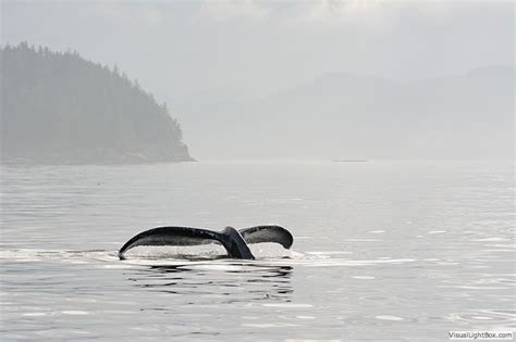 Orca Dreams Spring Whale Watching Tour Itinerary