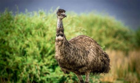 Emu Bird Ostriches Chicken Feed Human Food Australian Birds Grass