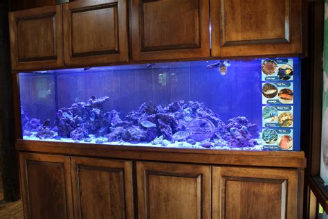 Saltwater Fish Tank Zoochat
