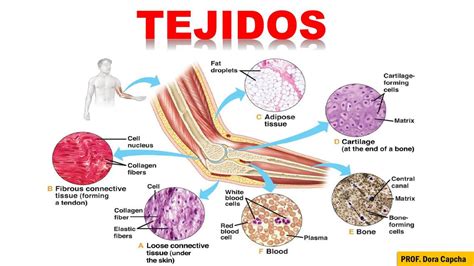 Tejidos Animales Anatomía Veterinaria Medicina Veterinaria Udocz