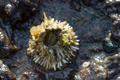 Thatched Barnacle