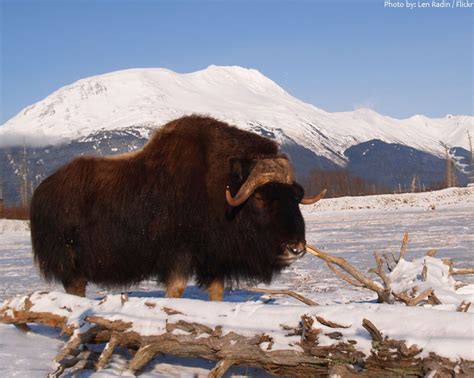 Interesting Facts About Musk Ox Just Fun Facts