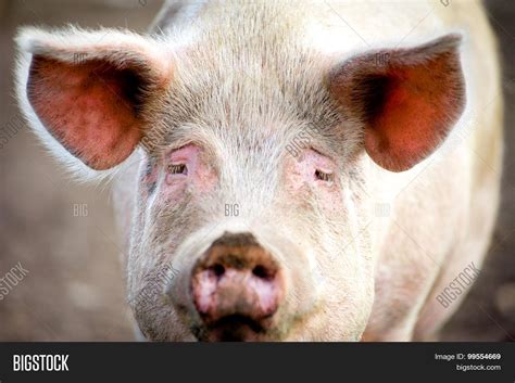 Sad Pig Face Closeup Image And Photo Free Trial Bigstock