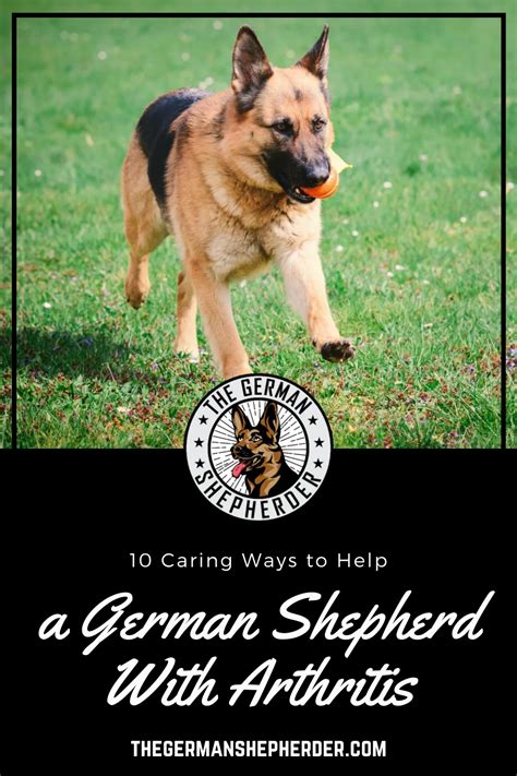 10 Caring Ways To Help A German Shepherd With Arthritis German